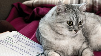 Illustration : Des chercheurs d&eacute;couvrent un lien entre perte de poids et microbiote chez les chats en surpoids