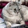 Illustration : Des chercheurs d&eacute;couvrent un lien entre perte de poids et microbiote chez les chats en surpoids