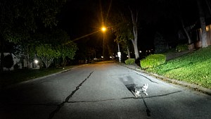 Illustration : Un chien traînant sa laisse guide un policier vers son maître, incapable de se relever depuis 3 heures