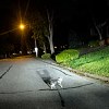 Illustration : Un chien tra&icirc;nant sa laisse guide un policier vers son ma&icirc;tre, incapable de se relever depuis 3 heures