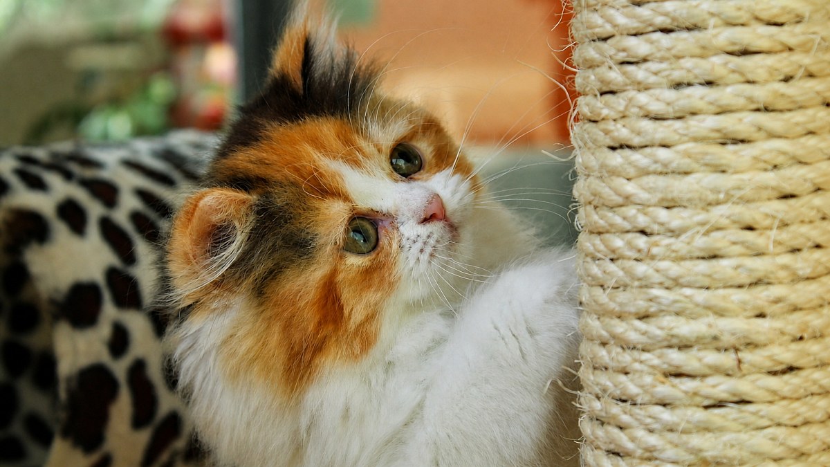 Illustration : "Une enquête auprès de plus de 4 000 propriétaires décrit les griffoirs les plus utilisés par les chats"