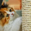 Illustration : Une enqu&ecirc;te aupr&egrave;s de plus de 4 000 propri&eacute;taires d&eacute;crit les griffoirs les plus utilis&eacute;s par les chats