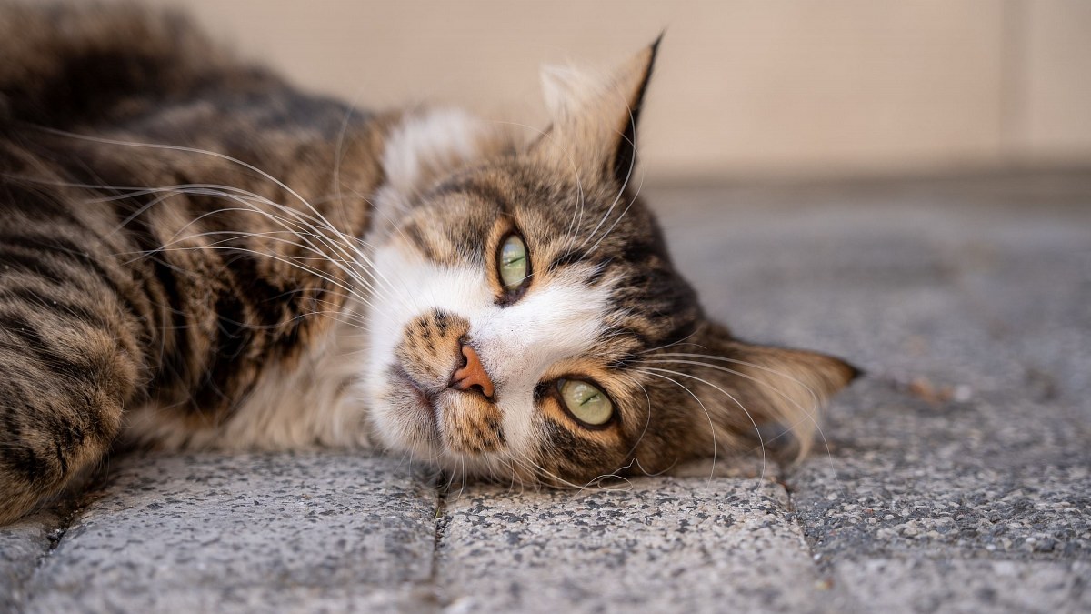 Illustration : "12 conseils pour offrir à votre chat des repères rassurants et un environnement adapté à ses besoins"