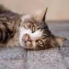 Illustration : 12 conseils pour offrir &agrave; votre chat des rep&egrave;res rassurants et un environnement adapt&eacute; &agrave; ses besoins