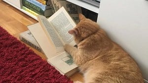 Illustration : "15 photos de chats le nez dans les livres, les pattes sur les pages ou en pleine sieste"