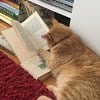 Illustration : 15 photos de chats le nez dans les livres, les pattes sur les pages ou en pleine sieste