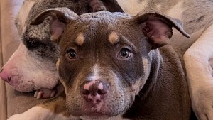 Illustration : Après la perte dramatique de ses petits, cette chienne s'est laissée apaiser par la présence d'un nouveau venu (vidéo)