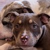 Illustration : Apr&egrave;s la perte dramatique de ses petits, cette chienne s'est laiss&eacute;e apaiser par la pr&eacute;sence d'un nouveau venu (vid&eacute;o)