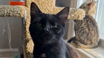 Illustration : En emm&eacute;nageant dans sa nouvelle maison, un propri&eacute;taire d&eacute;couvre des dizaines de chats