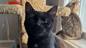 Illustration : "En emménageant dans sa nouvelle maison, un propriétaire découvre des dizaines de chats"