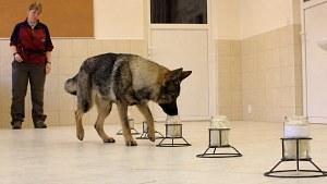 Illustration : "10 chiens policiers ont distingué de vrais jumeaux à leur odeur dans une expérience scientifique"