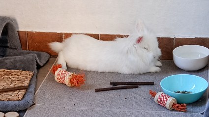 Illustration : Ce lapin a v&eacute;cu enferm&eacute; dans une cage, il cherche d&eacute;sormais des adoptants pr&ecirc;ts &agrave; lui offrir la libert&eacute; 