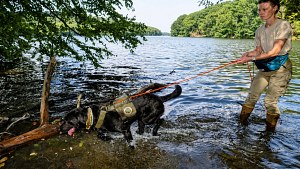 Illustration : Ce chien inspecte les berges pour détecter la moule zébrée, qui menace les réserves d’eau potable