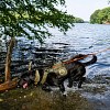 Illustration : Ce chien inspecte les berges pour d&eacute;tecter la moule z&eacute;br&eacute;e, qui menace les r&eacute;serves d&rsquo;eau potable