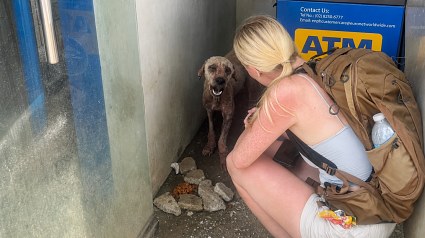 Illustration : Ils pensaient simplement retirer de l&rsquo;argent au distributeur, mais repartent avec un chien (vid&eacute;o)