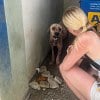 Illustration : Ils pensaient simplement retirer de l&rsquo;argent au distributeur, mais repartent avec un chien (vid&eacute;o)