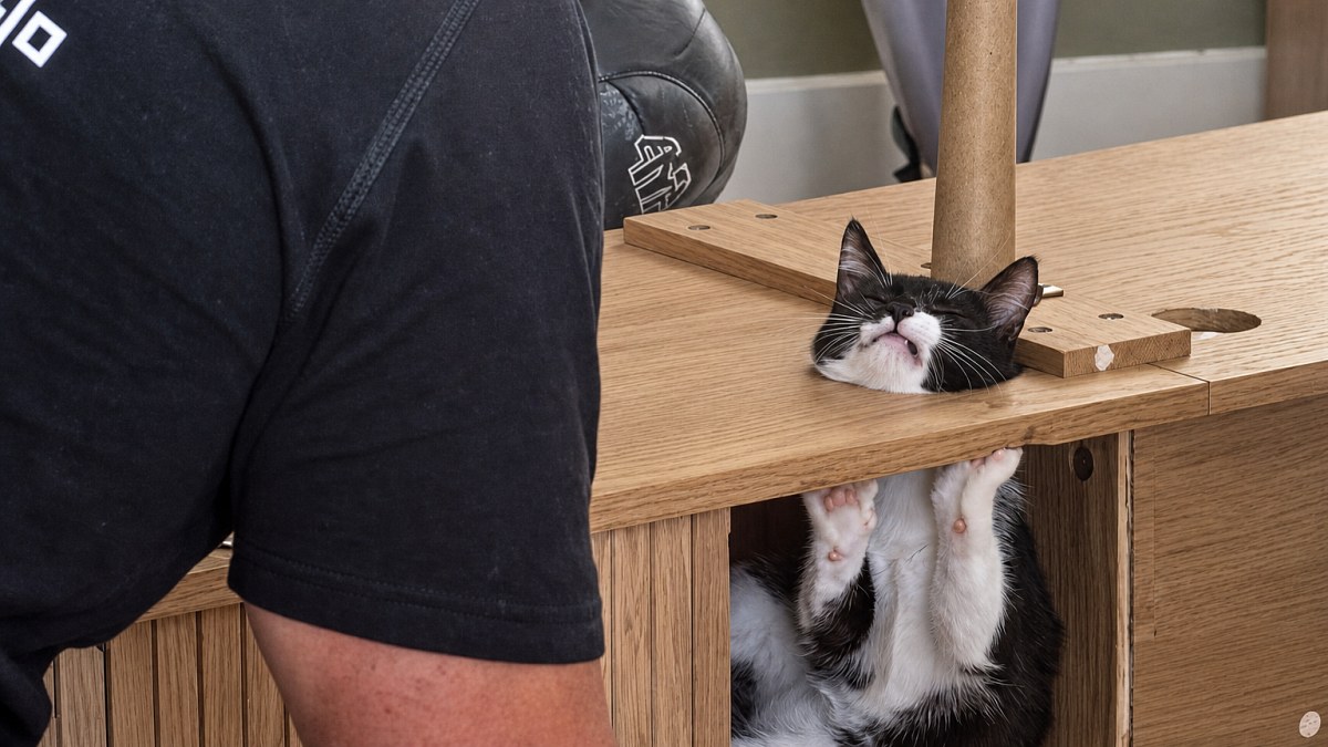 Illustration : "La tête coincée dans un meuble, cette jeune chatte récemment adoptée se retrouve dans une situation délicate"