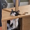 Illustration : La t&ecirc;te coinc&eacute;e dans un meuble, cette jeune chatte r&eacute;cemment adopt&eacute;e se retrouve dans une situation d&eacute;licate