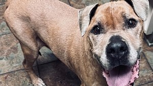 Illustration : Ce chien âgé, rescapé d’un ouragan, est adopté par sa famille d’accueil après des mois d’attente