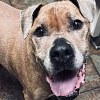 Illustration : Ce chien &acirc;g&eacute;, rescap&eacute; d&rsquo;un ouragan, est adopt&eacute; par sa famille d&rsquo;accueil apr&egrave;s des mois d&rsquo;attente