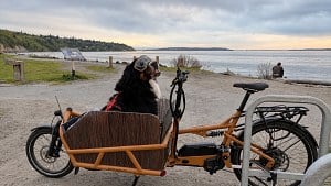 Illustration : Ce Bouvier Bernois de 54 kg sillonne la ville à vélo pour faire sourire les passants (vidéo)
