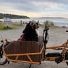 Illustration : Ce Bouvier Bernois de 54 kg sillonne la ville &agrave; v&eacute;lo pour faire sourire les passants (vid&eacute;o)