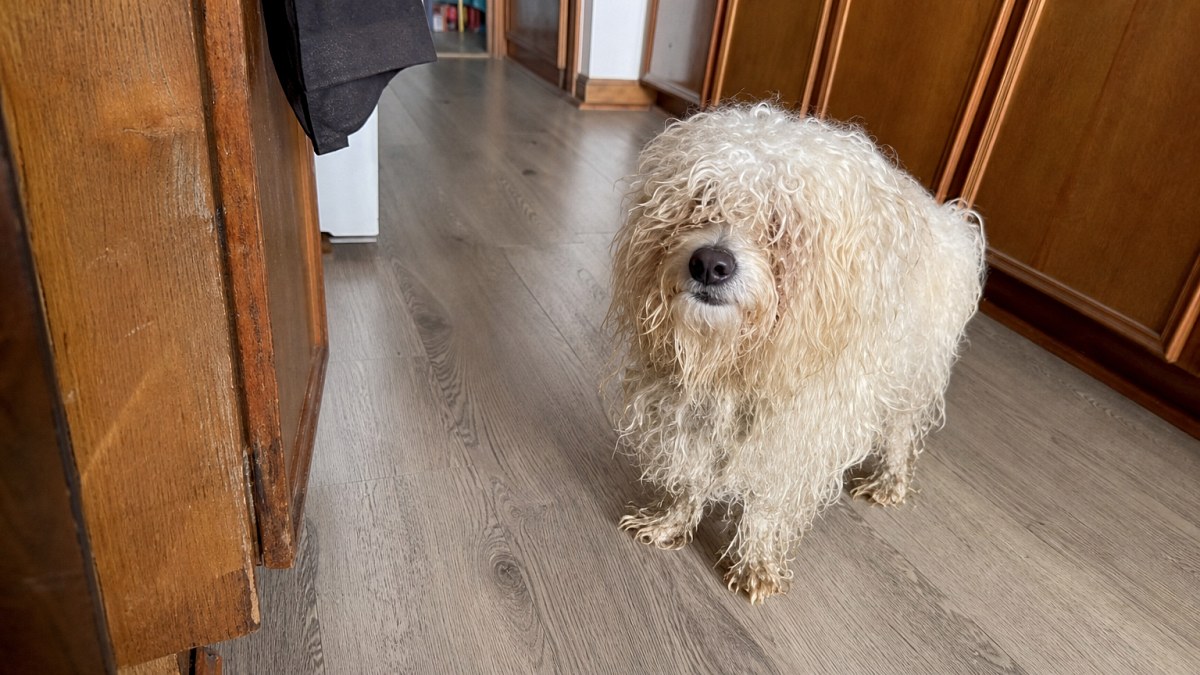 Illustration : "Ce chien errant et méfiant accepte enfin une caresse de l’homme qui l’a accueilli chez lui (vidéo)"