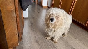 Illustration : Ce chien errant et méfiant accepte enfin une caresse de l’homme qui l’a accueilli chez lui (vidéo)