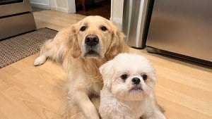 Illustration : Un grand chien recule devant un chiot lors de leur première rencontre, puis se lie d’amitié avec lui