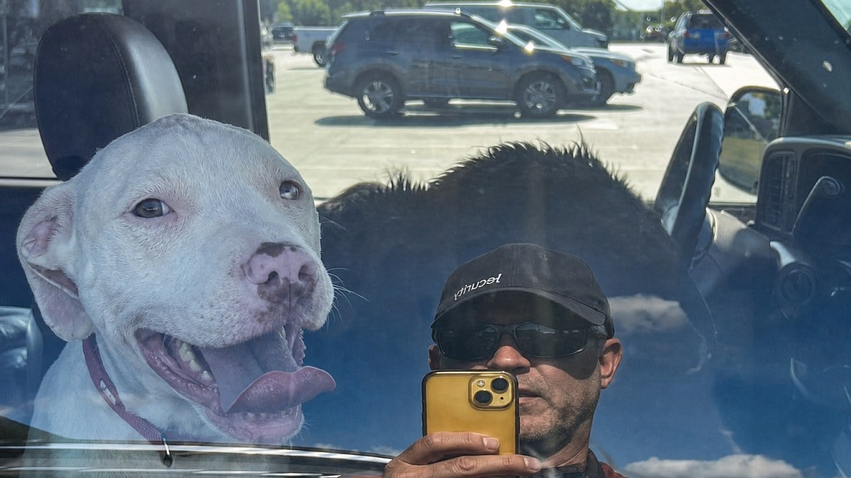 Illustration : "2 chiens restent enfermés dans une camionnette par 38 °C pendant que leur maître est au casino"