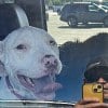 Illustration : 2 chiens restent enferm&eacute;s dans une camionnette par 38 &deg;C pendant que leur ma&icirc;tre est au casino