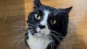Illustration : Une habitante héberge un chat pendant 2 ans, puis le confie à une association pour lui trouver une famille