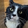 Illustration : Une habitante h&eacute;berge un chat pendant 2 ans, puis le confie &agrave; une association pour lui trouver une famille