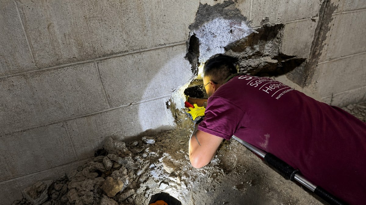 Illustration : "Des employés entendent un chien gémir pendant des jours avant qu’il soit retrouvé coincé dans une canalisation"