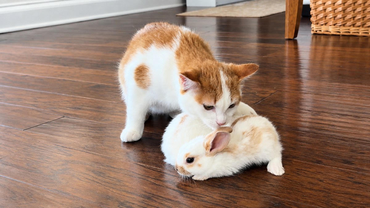 Illustration : "Un chaton renifle deux lapereaux, puis leur fait la toilette sous les yeux de son maître (vidéo)"