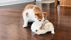 Illustration : Un chaton renifle deux lapereaux, puis leur fait la toilette sous les yeux de son maître (vidéo)