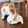 Illustration : Un chaton renifle deux lapereaux, puis leur fait la toilette sous les yeux de son ma&icirc;tre (vid&eacute;o)