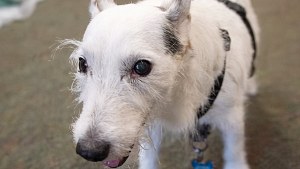 Illustration : Ce chien de 14 ans était paralysé, mais il court désormais dans tous les sens au retour de son maître