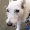 Illustration : Ce chien de 14 ans &eacute;tait paralys&eacute;, mais il court d&eacute;sormais dans tous les sens au retour de son ma&icirc;tre