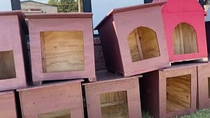 Illustration : Des lycéens fabriquent des niches en classe, puis les offrent à une association pour ses chiens