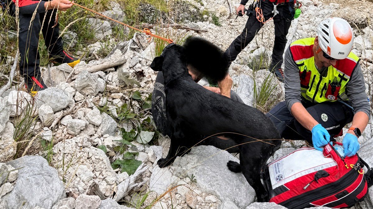 Illustration : "Ce chien reste toute la nuit auprès de son maître blessé, puis ses aboiements guident les secours"