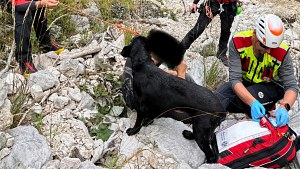 Illustration : Ce chien reste toute la nuit auprès de son maître blessé, puis ses aboiements guident les secours