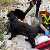 Illustration : Ce chien reste toute la nuit aupr&egrave;s de son ma&icirc;tre bless&eacute;, puis ses aboiements guident les secours
