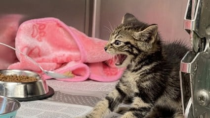Illustration : Ce chaton de refuge feule devant la cuill&egrave;re, puis se laisse caresser et accepte enfin de manger (vid&eacute;o)