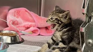 Illustration : Ce chaton de refuge feule devant la cuillère, puis se laisse caresser et accepte enfin de manger (vidéo)