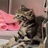 Illustration : Ce chaton de refuge feule devant la cuill&egrave;re, puis se laisse caresser et accepte enfin de manger (vid&eacute;o)