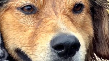 Illustration : Un chien errant sort seul d&rsquo;un fleuve en crue, puis court sur une autoroute