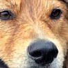 Illustration : Un chien errant sort seul d&rsquo;un fleuve en crue, puis court sur une autoroute
