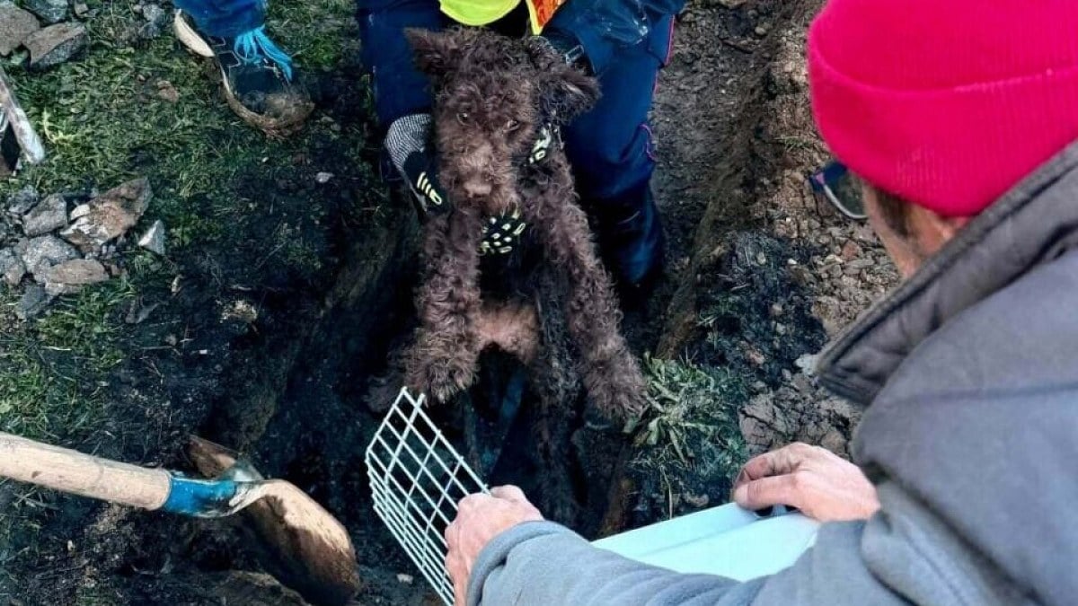 Illustration : "Côtes-d’Armor : coincé 2 jours dans un réseau d’eau pluviale, un chien sauvé grâce à une caméra et les secours"