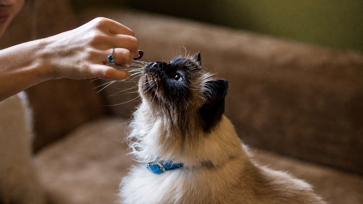 Illustration : "Votre chat refuse certains médicaments : une étude sur l’amertume apporte une piste d’explication"